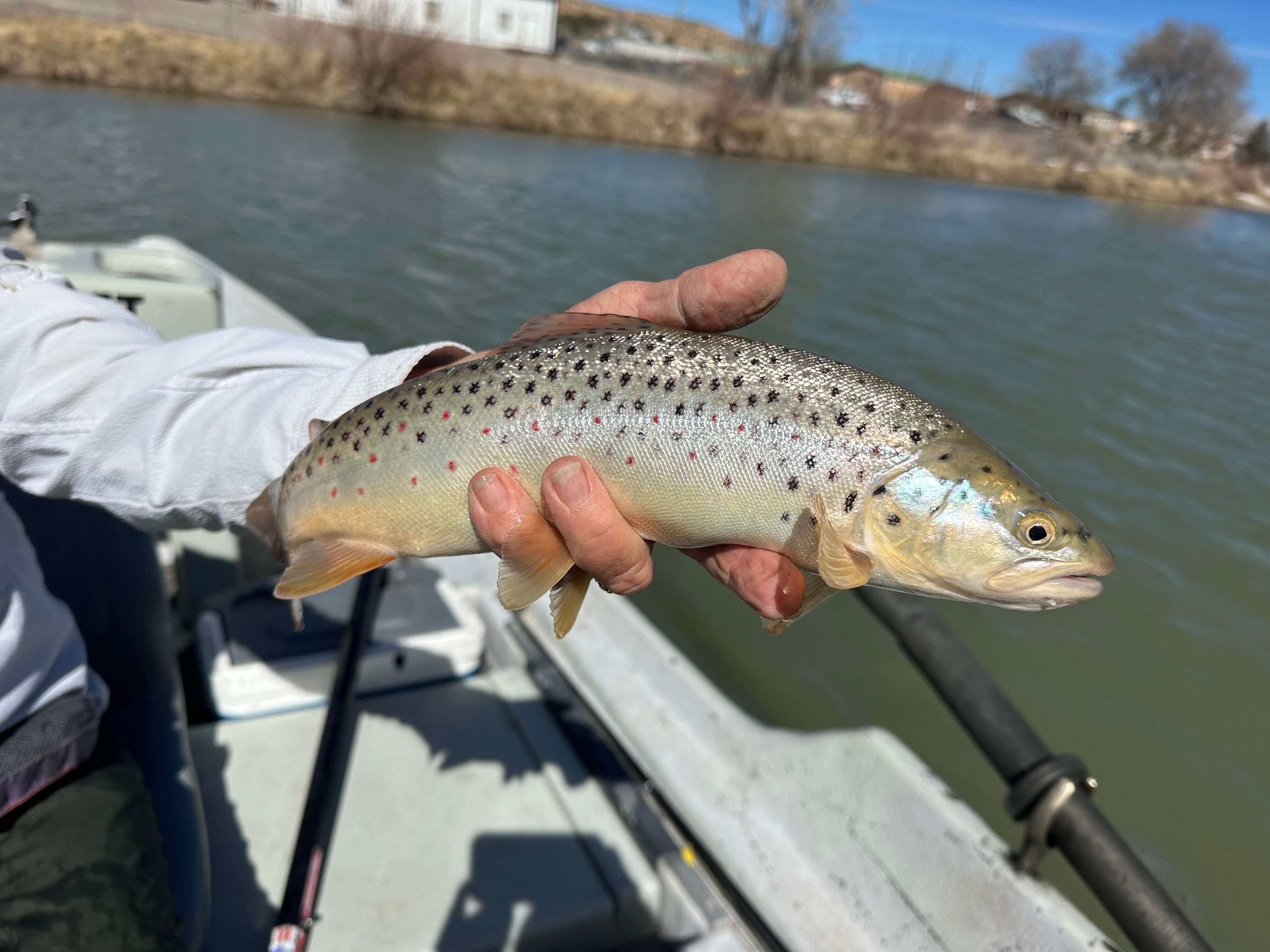 Rainbow Trout caught by guest.